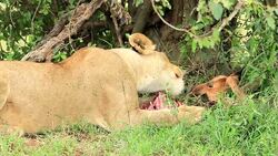 Wild African Lioness feeding Stock Footage