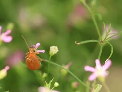 Insect Stock Footage