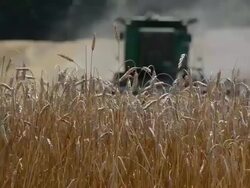 Generic wheat farming Stock Footage