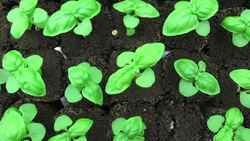 Vertical farming big trend in Chicago News Clip