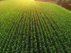 corn field aerial Stock Footage