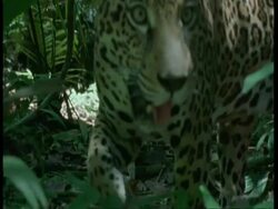 CU Jaguar walking slowly to camera, panting, South America Stock Footage