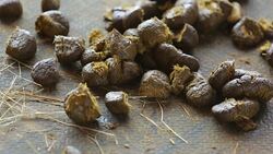 Feces of horses. Feces of horses eating grass on the ground.  Image ID:217462990 Stock Footage