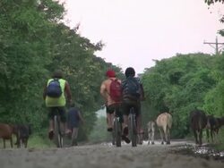 Scenery of a Man Herding a Cows on the Road Stock Footage