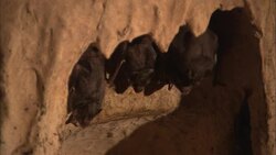 Stalactites frame the heads of hanging vampire bats in a cave. Stock Footage