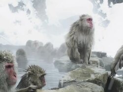 Japanese Macaques (Macaca fuscata) enjoy bath, all look round at same time, Onsen of Jigokudani yaenkoen , Nagano Prefecture Stock Footage