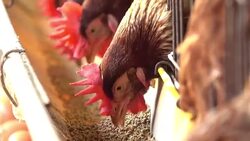 Chicken eating a feed Stock Footage