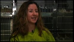 Cat's 26 toes help boost US animal shelter News Clip