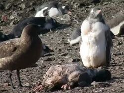 MS Skua bird feeding on dead gentoo penguin chick, Antarctica Stock Footage