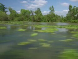 MS POV Shot of Atchafalaya Basin swamp / Atchafalaya Basin, Louisiana, United States Stock Footage