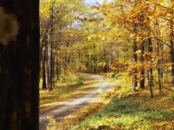 HD DOLLY: Road Leading Through A Forest Stock Footage