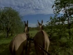 POV shot of 2 donkeys pulling cart, Botswana, Africa Stock Footage