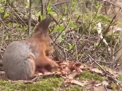 Red Squirrel Stock Footage