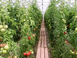 MS Row of tomato plants at greenhouse / Serrig, Rhineland-Palatinate, Germany Stock Footage