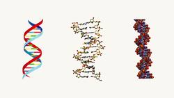 DNA Doesn't Look Like What You Think! Instructional Video