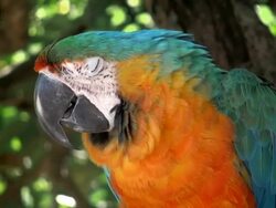 Parrot Macaw Stock Footage