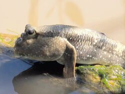 Mudskipper. Stock Footage