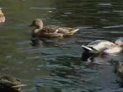 Ducks in a pond. Stock Footage