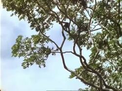 White-faced Capuchin Monkey (Alouatta), climbing branches of tree, wide angle Stock Footage