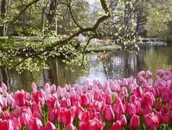 MS View of pink color tulip fields besides lake at Keukenhof Gardens / Lisse, South Holland, Netherlands Stock Footage
