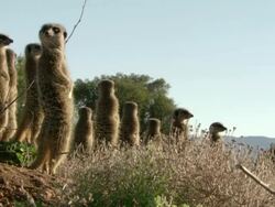 WS View of Meerkat family gathered on mound and observing intently / Namaqualand, Northern Cape, South Africa Stock Footage