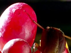 MS American Cockroach on grapes Stock Footage