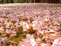 Thai garden in sakura blossoming time Stock Footage