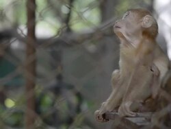 monkey is alone Stock Footage