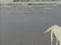 High speed Labrador dog playing on beach, UK; 2006; short sequence. Stock Footage