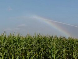 Corn (HD 1080) Stock Footage