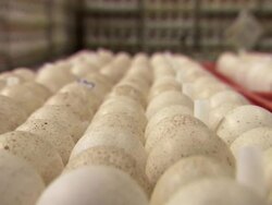 Close Up hand-held tilt-down tilt-up-Rows of eggs fill a crate. / Fresno, California, USA Stock Footage