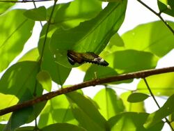 Lacewing Butterfly Mating Stock Footage