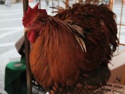 CU Shot of giant rooster / Mainz, Germany   Stock Footage