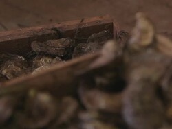 Oyster Stock Footage