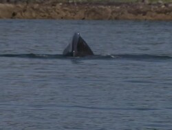 'Medium hand-held-A humpback whale dives and exposes its fluke. / Alaska, USA' Stock Footage