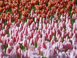 MS Shot of red and pink color tulip fields at Keukenhof Gardens / Lisse, South Holland, Netherlands Stock Footage