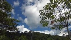 Clouds moving over tropical rainforest in Ecuador with Cecropia tree in foreground Stock Footage