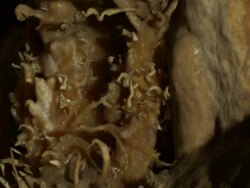 Detail of dripstone rock in Limestone Stalactite Cave, Soreq cave, Avshalom Reserve, near Beit Shemesh, Israel Stock Footage