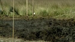 Oil-soaked soil and grass line a shore in New Orleans during an oil cleanup project. Stock Footage