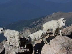 MS Mountain goat kids standing on rocks / Idaho Springs, Colorado, United States Stock Footage