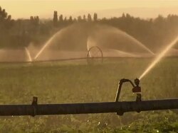 Close up of a sprinkler irrigating the potato field, with other sprinklers in the background. Stock Footage