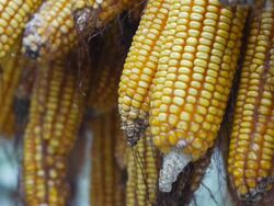 Hang the corn drying. Stock Footage