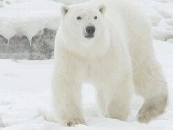 MS POV SLO MO Polar bear walking on ice / Churchill, Manitoba, Canada Stock Footage