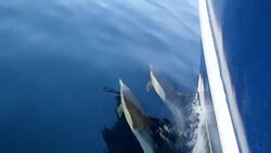 Pacific Common Dolphins Bow Riding Stock Footage