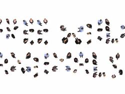 HD: Free Wild Animals! Stock Footage