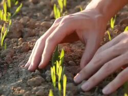 seeding Stock Footage