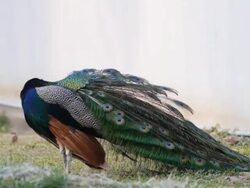 Peacock feathers beautiful bird. Stock Footage