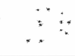 Looping Flies Stock Footage