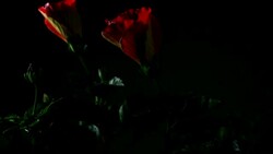 Time Lapse of Hibiscus Red Flower Blooming Stock Footage