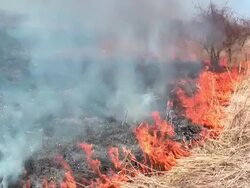 Wildfire in bush Stock Footage